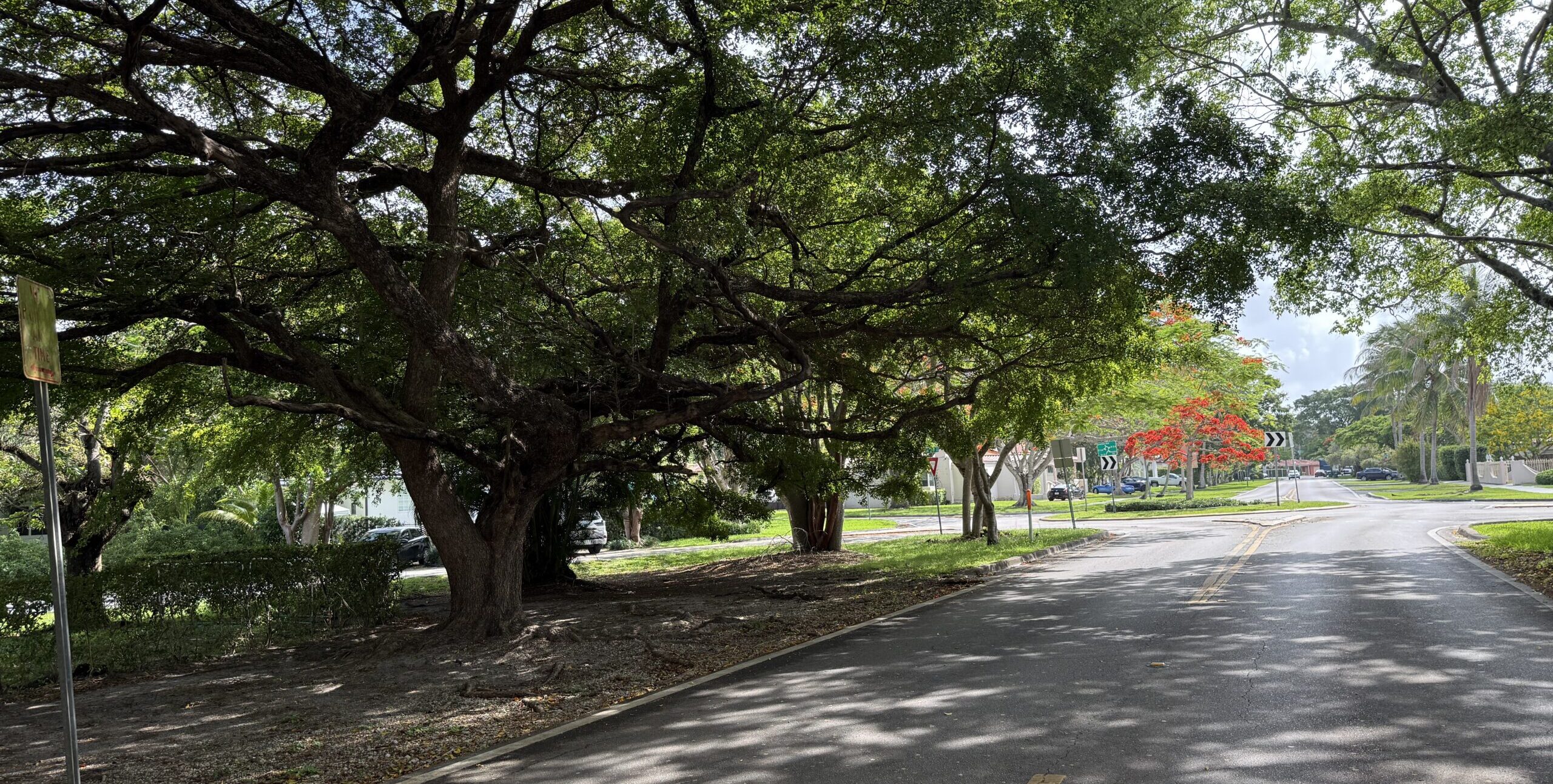 Aerial view of tree-lined streets and homes in Schenley Park, Miami FL 33155